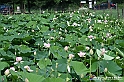 VBS_4607 - Fioritura loto a Vezza d'Alba